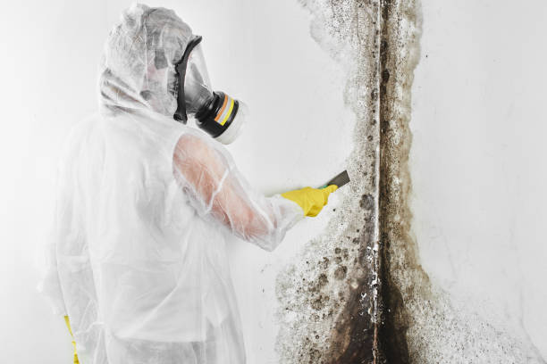 Best Attic Mold Removal  in Carlisle, PA