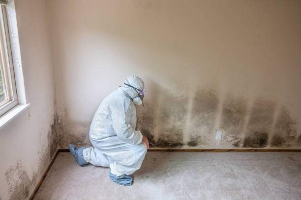 Best Air Quality Testing for Mold Spores  in Carlisle, PA